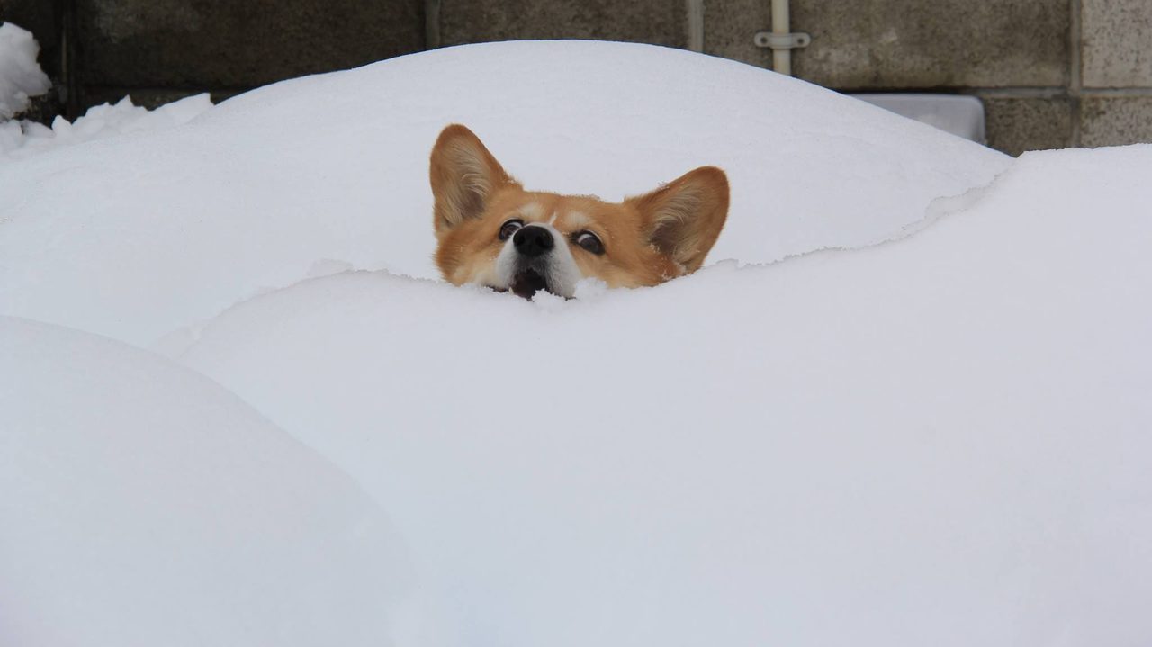 A corgi dog peeking over the top of a deep bank of snow.
