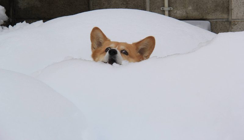 A corgi dog peeking over the top of a deep bank of snow.