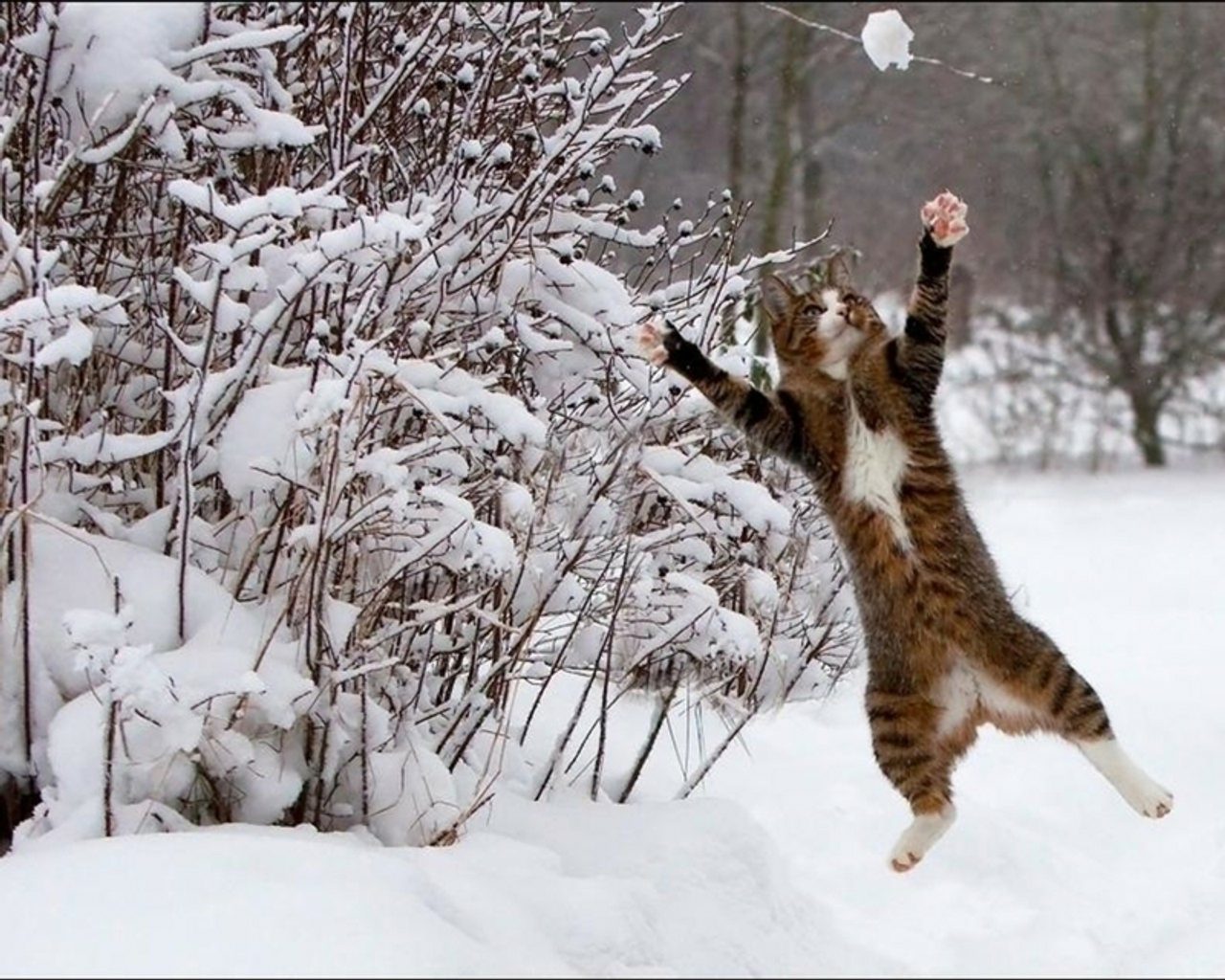 A tabby cat leaping to catch a snowball beside snow-covered bushes in a garden.
