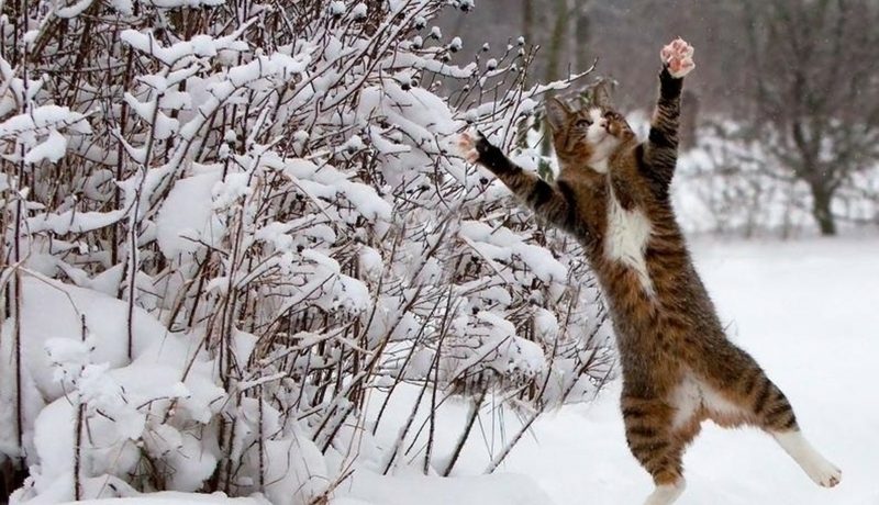 A tabby cat leaping to catch a snowball beside snow-covered bushes in a garden.